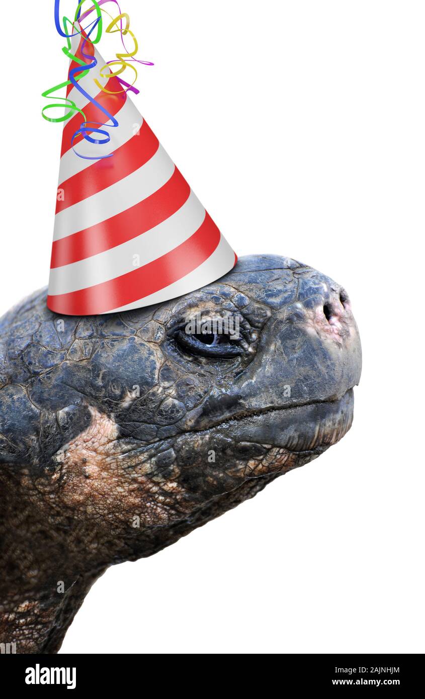 Alte Schildkröte Partylöwe tragen eine rot-weiß gestreifte Geburtstag hat Stockfoto