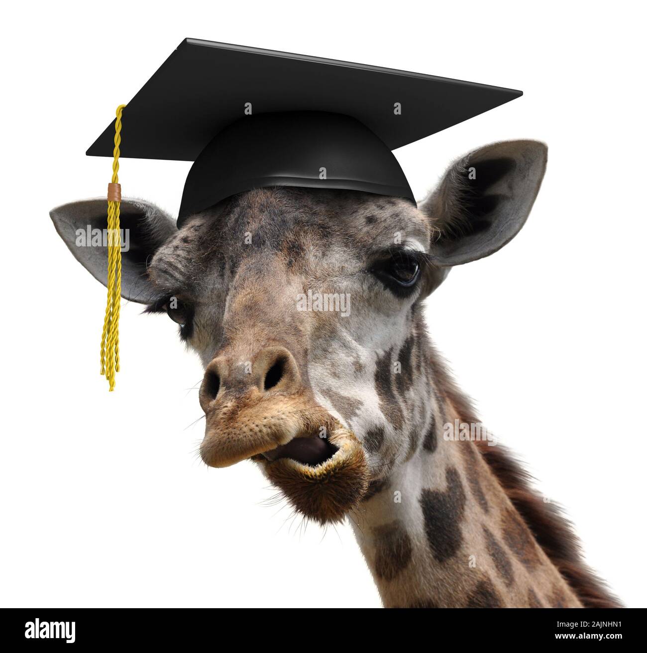 Ungewöhnliches Tier portrait einer goofy giraffe College Graduate student Stockfoto
