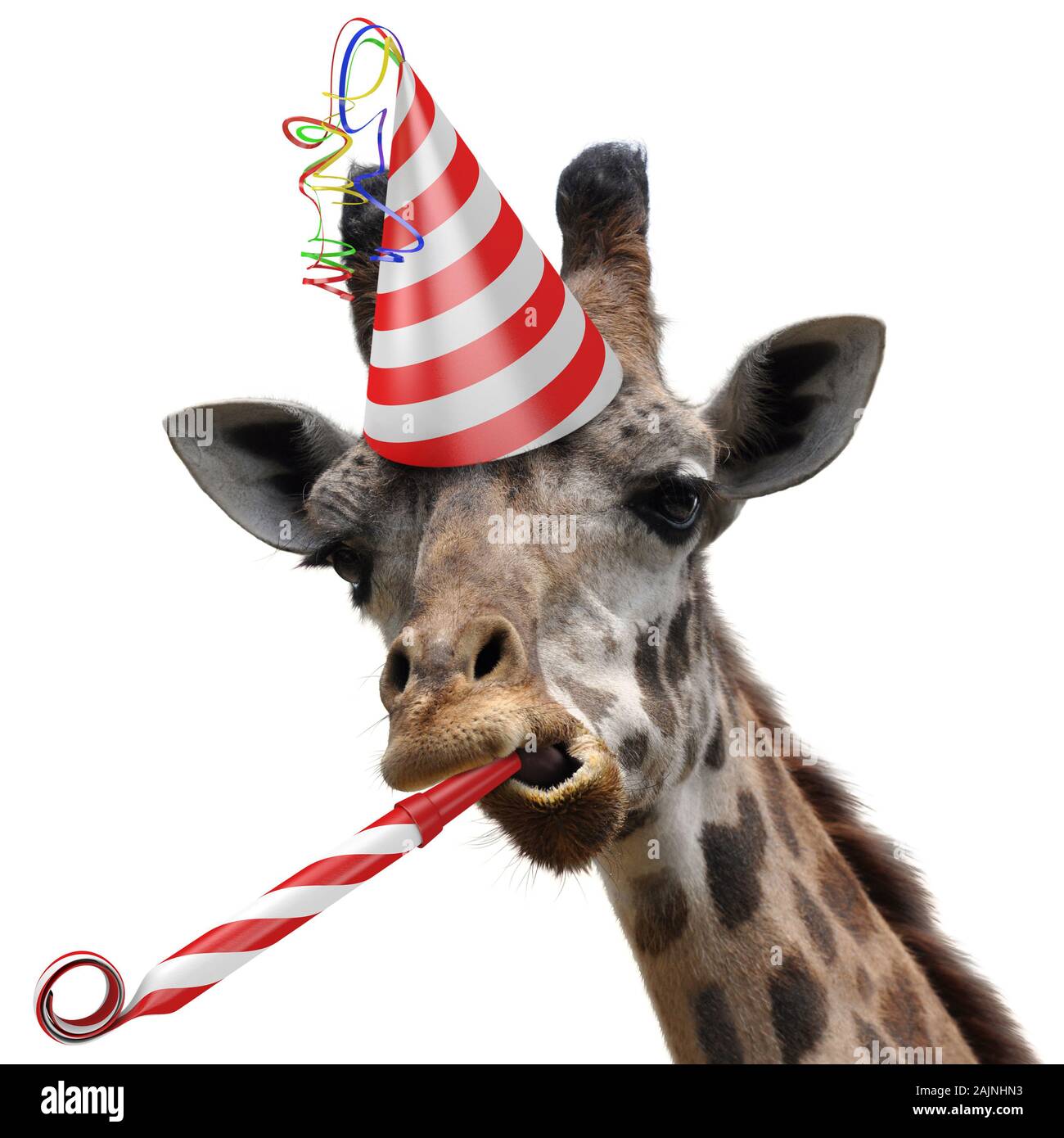Lustige giraffe Partylöwe machen ein dummes Gesicht und einen krachmacher Stockfoto