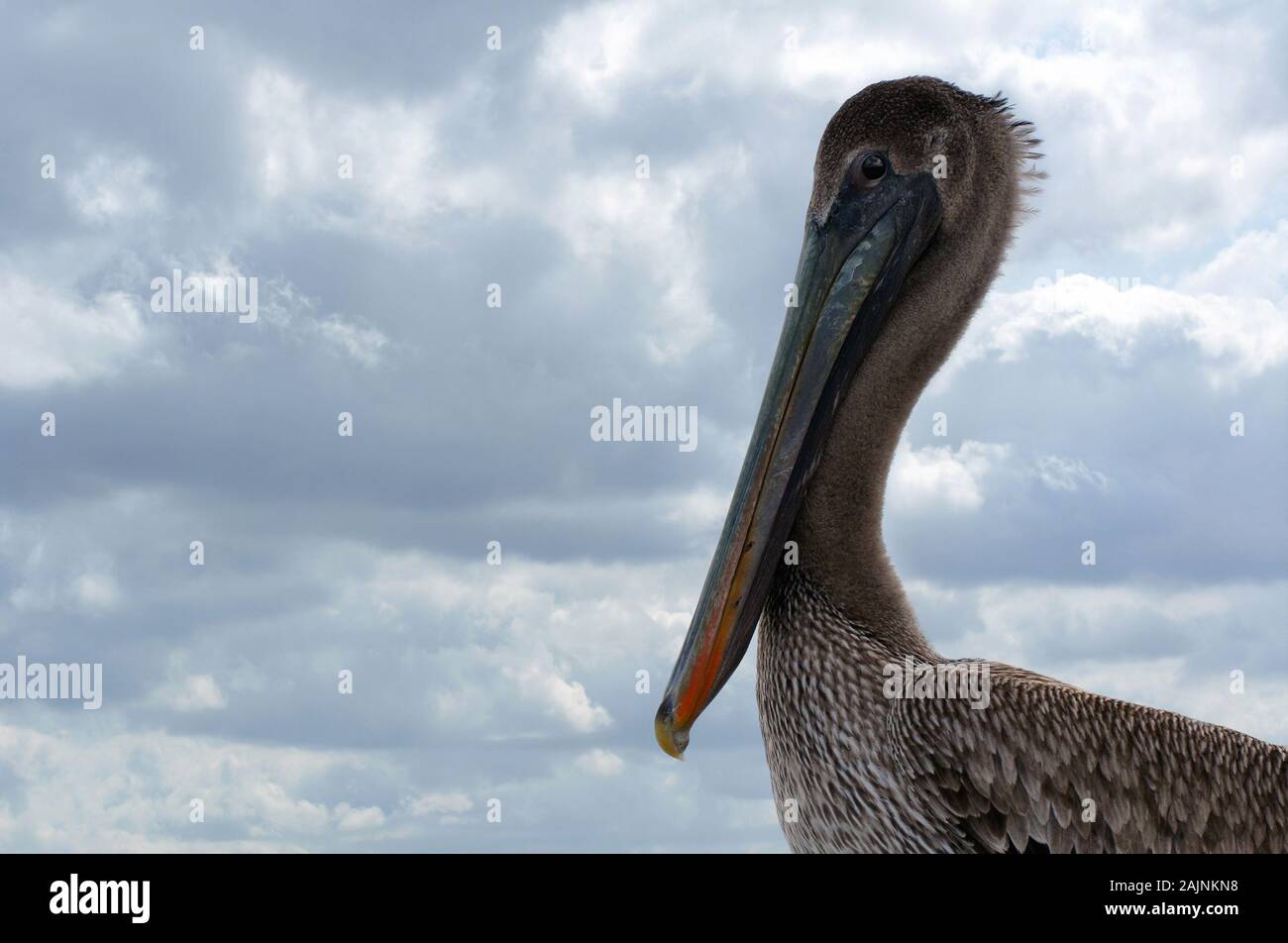 Brown pelican weiblichen Close-up Bird portrait Stockfoto