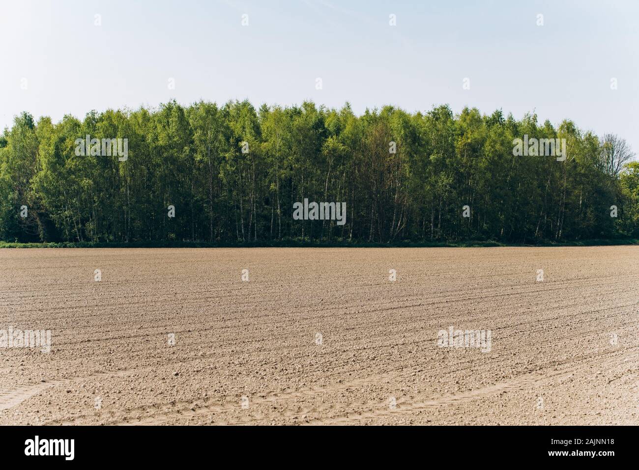 Gepflügte Feld unter einem blauen Himmel. Ein von den Furchen, von Bäumen gesäumten Feld. Stockfoto