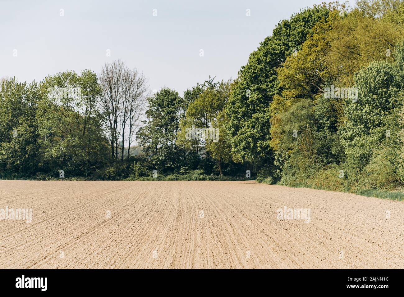 Gepflügte Feld unter einem blauen Himmel. Ein von den Furchen, von Bäumen gesäumten Feld. Stockfoto