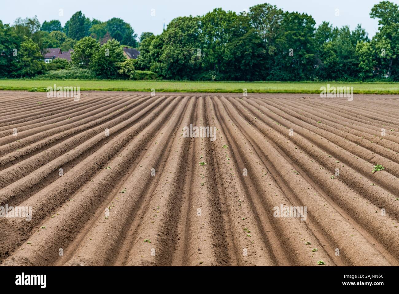 Gepflügten Feldes, Frühling landwirtschaftlichen Hintergrund Stockfoto