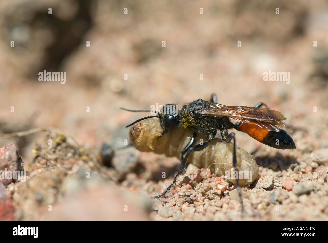 Haarige digger Wasp Schachtelung (Podalonia hirsuta) Stockfoto