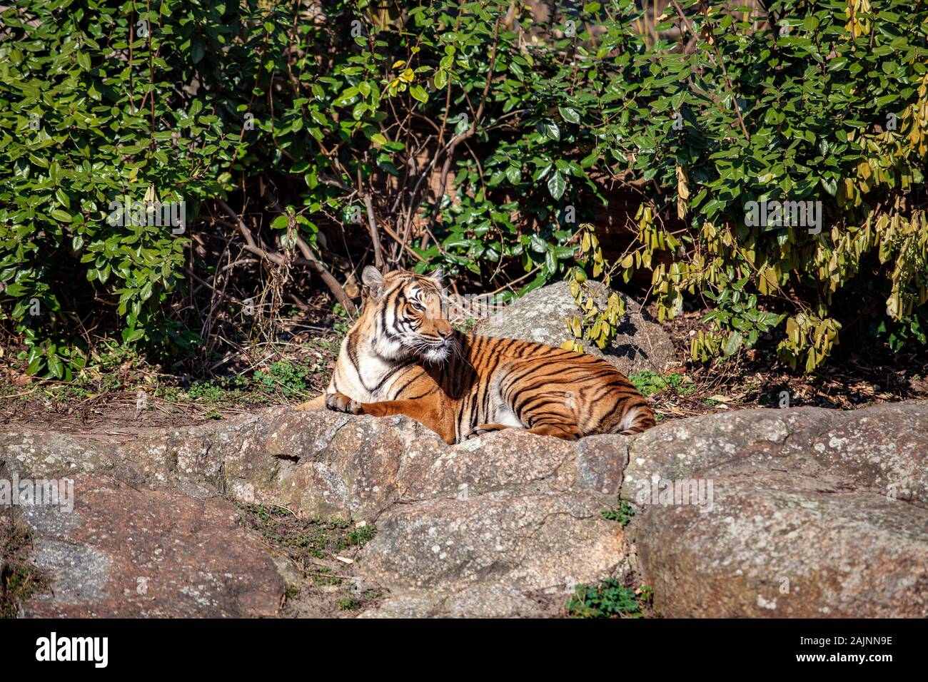 Ein Tiger im Zoo sitzen auf den Felsen Stockfoto