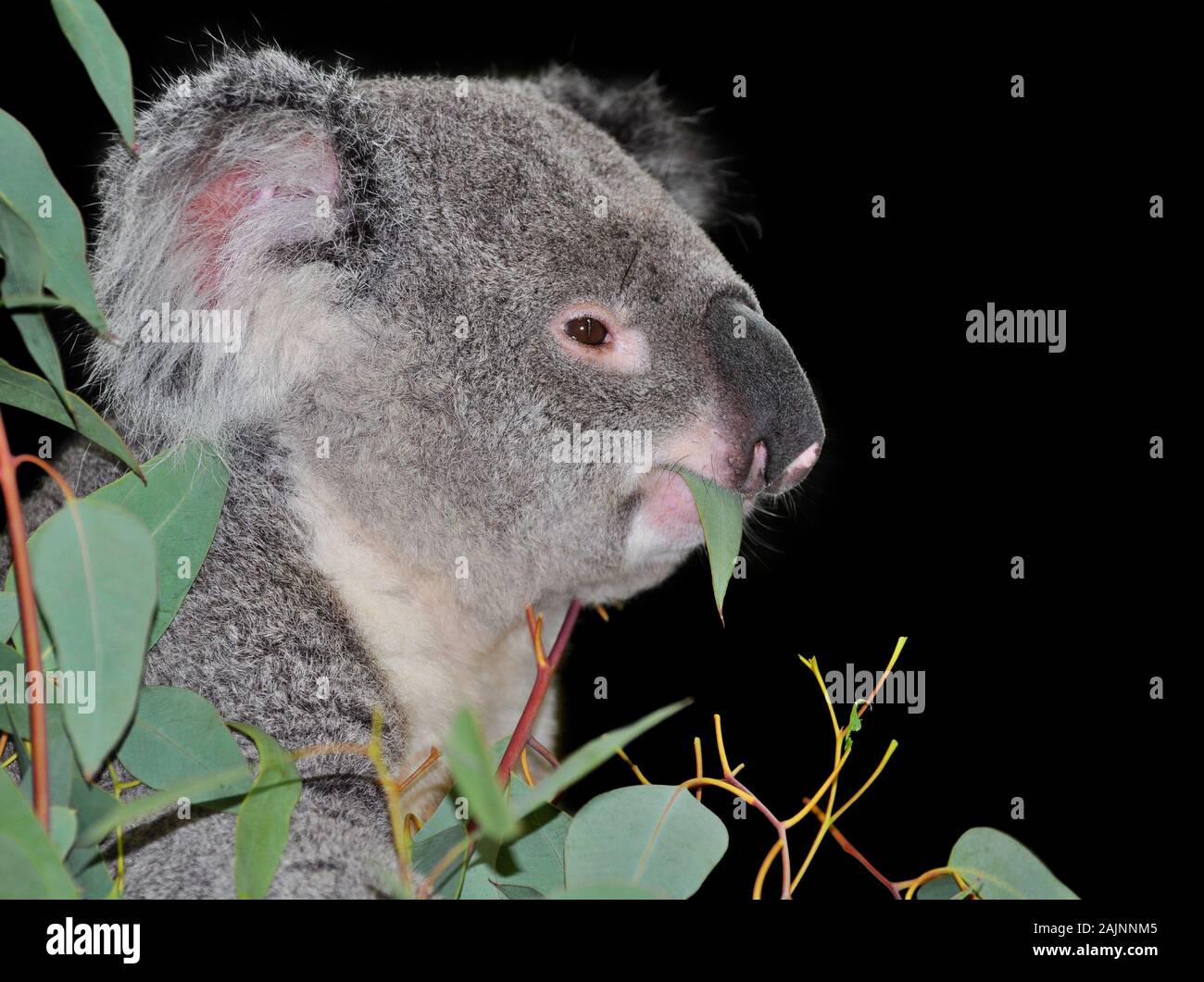Niedlichen koala Essen seinen Favoriten snack von Eukalyptus Blätter Stockfoto