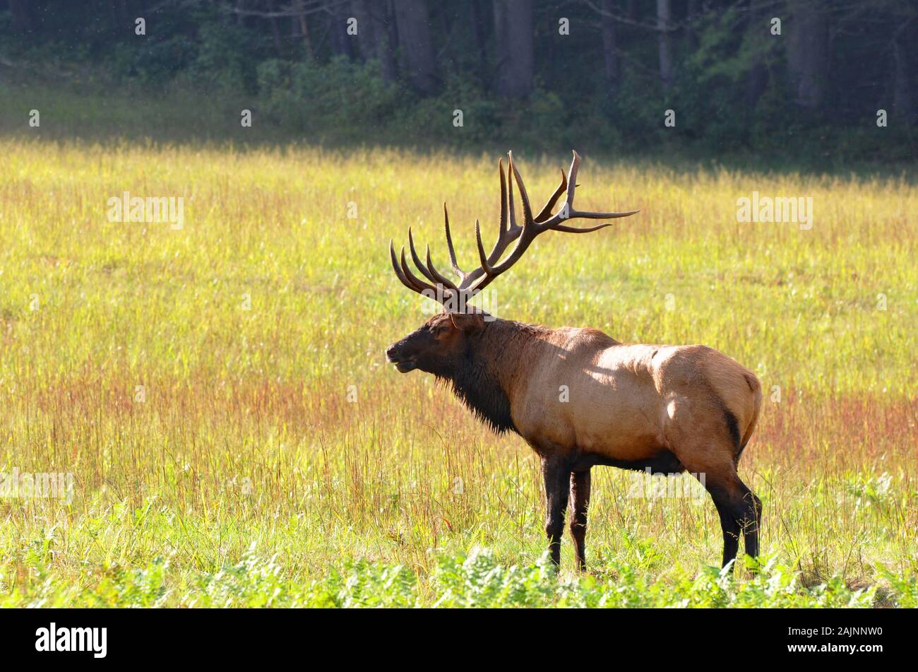 Bull Elk im Herbst im Cataloochee Valley in den Great Smoky Mountains von North Carolina Stockfoto