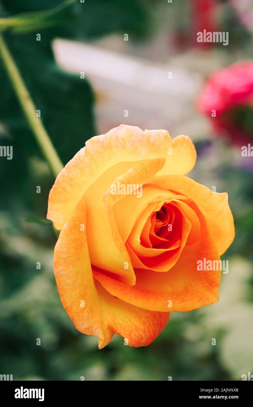 Gelbe Rose am Botanischen Garten im Frühling. Stockfoto