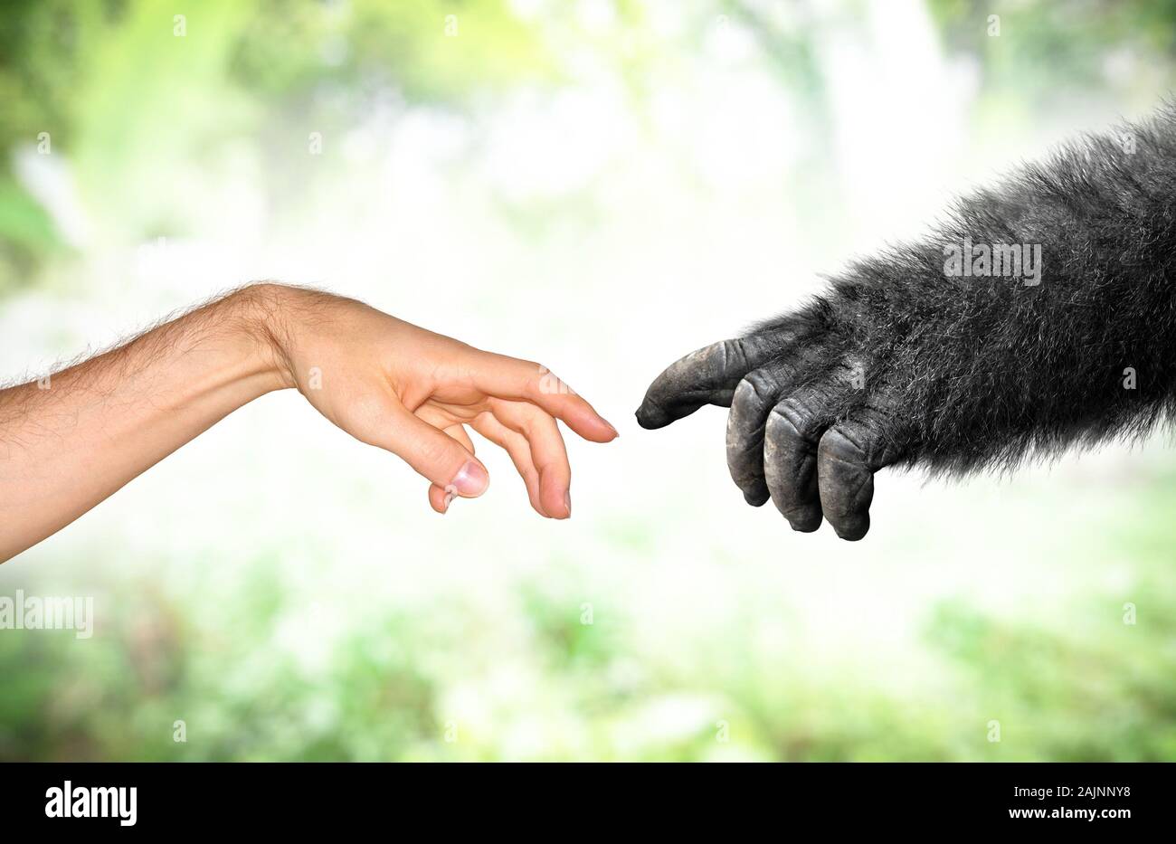 Menschliche und gefälschte Affenhandentwicklung vom Primaten Konzept Stockfoto