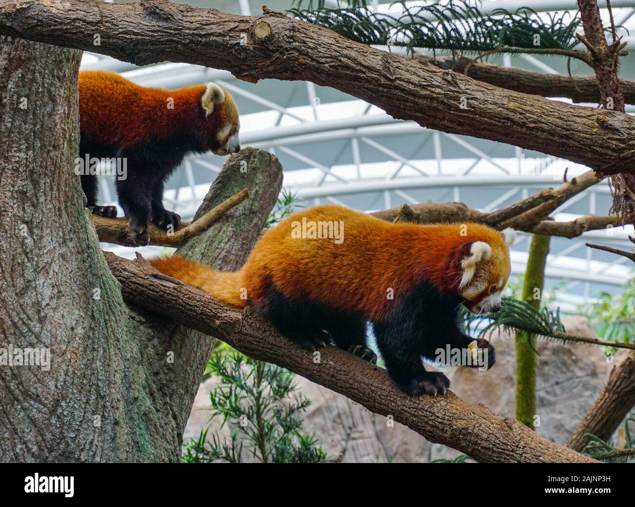 Red weasel spielen auf einem Baum an einem sonnigen Tag im Zoo. Stockfoto