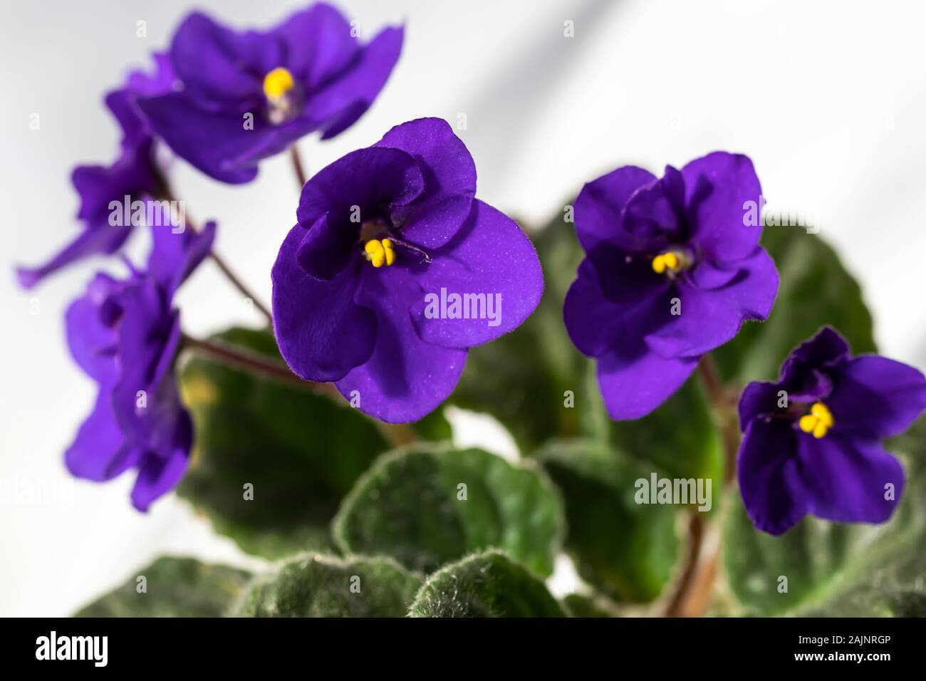 Makro Blick über Afrikanische - violett (Saintpaulien ionantha) Blüte. Stockfoto