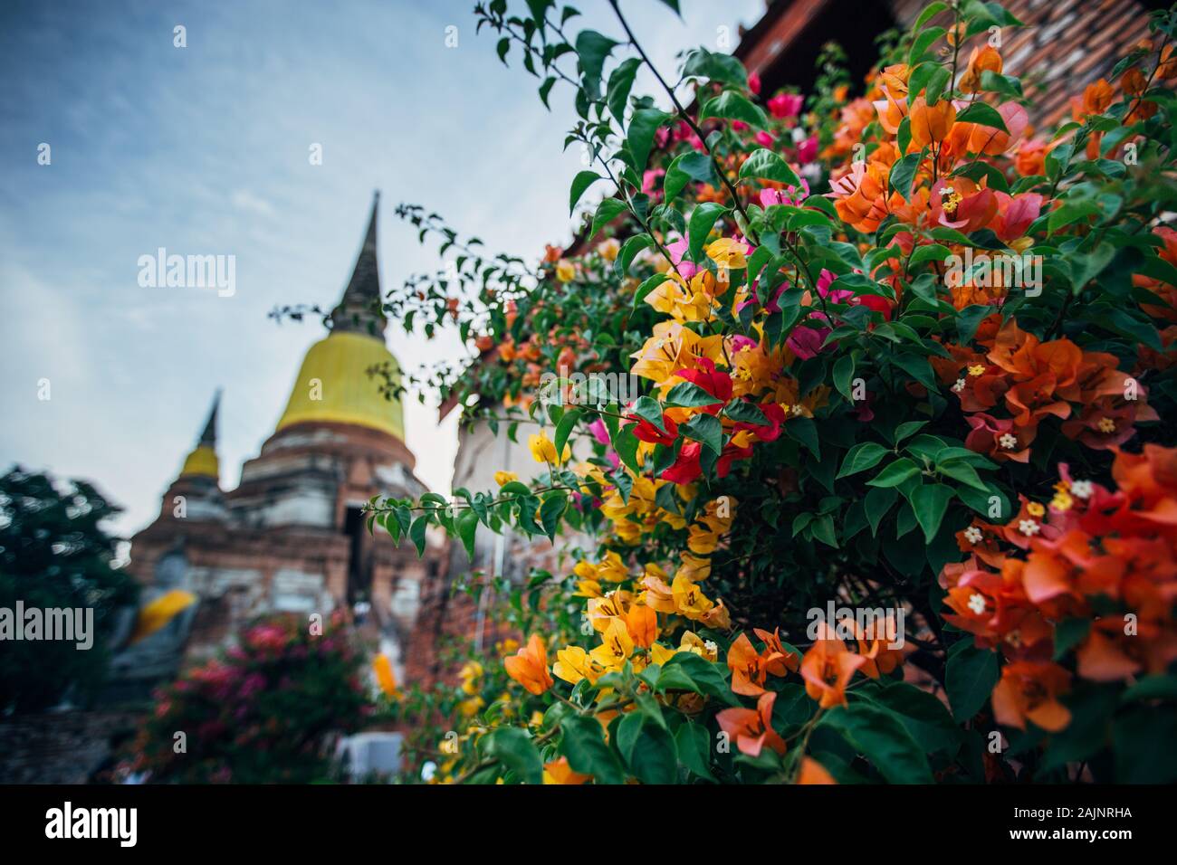 Buddhistische Tempel aus Thailand und schöne Blumen - Wat Yai Chaimongkol Stockfoto