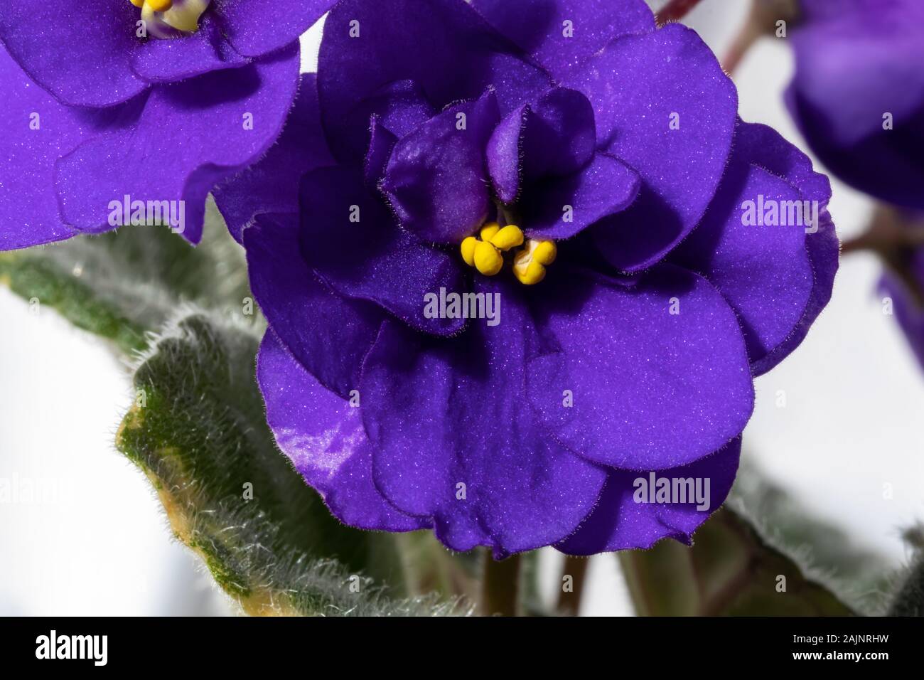 Makro Blick über Afrikanische - violett (Saintpaulien ionantha) Blüte. Stockfoto