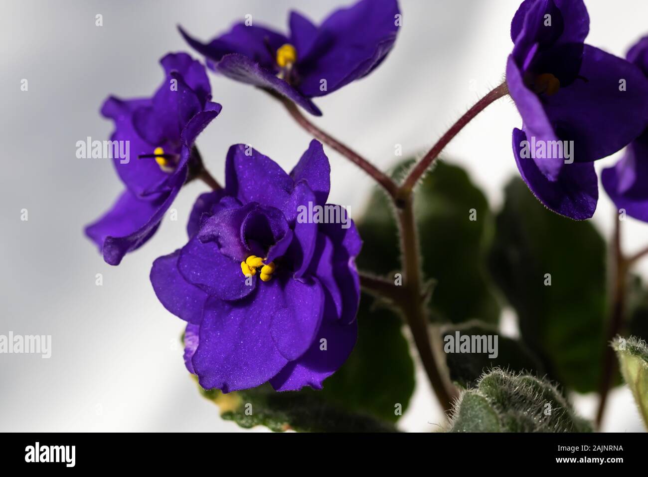 Makro Blick über Afrikanische - violett (Saintpaulien ionantha) Blüte. Stockfoto