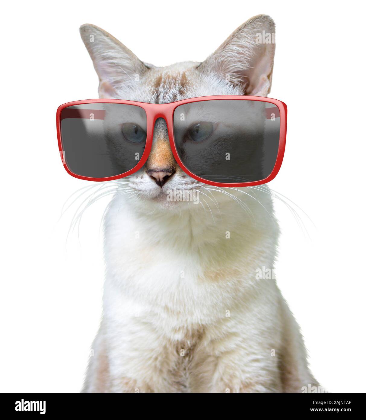 Lustige Tier portrait einer Cool Cat tragen große überdimensionale Sonnenbrille, Rot auf weißem Hintergrund Stockfoto