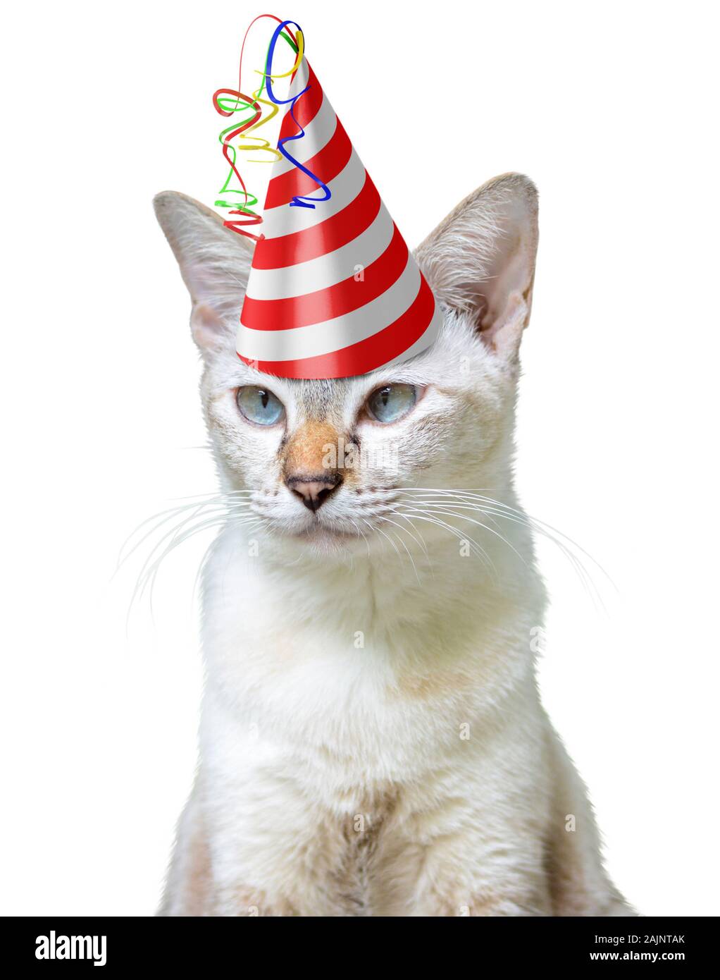 Lustige Partylöwe Konzept einer Katze das Tragen einer Geburtstag hat, auf weißem Hintergrund Stockfoto
