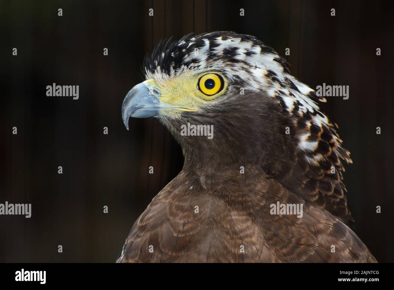 Closeup Raubvogel Porträt einer crested Schlange eagle Stockfoto