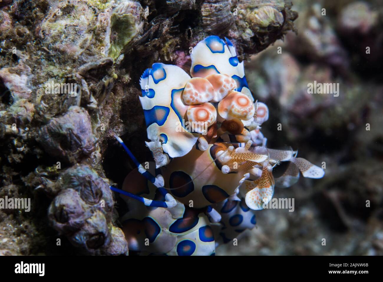 Harlekin Garnelen (Hymenocera picta) Nahaufnahme von diesem winzigen gemusterten bunten Krebstiere. Stockfoto