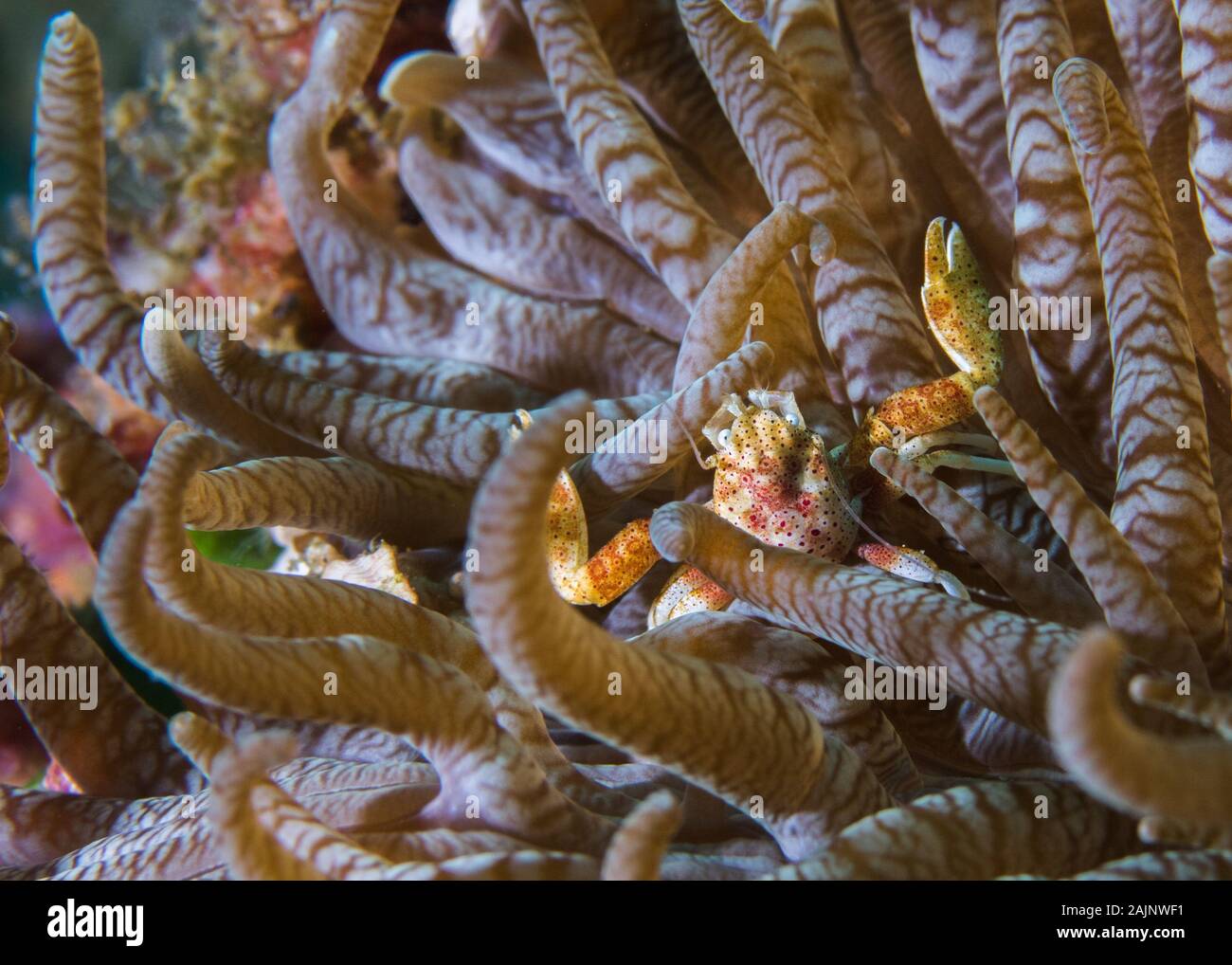 Eine winzige Porzellan Krabben in der Anemone. Stockfoto
