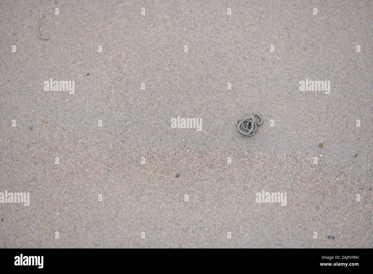 Wattwürmer graben durch den Sandstrand an der Küste Stockfoto