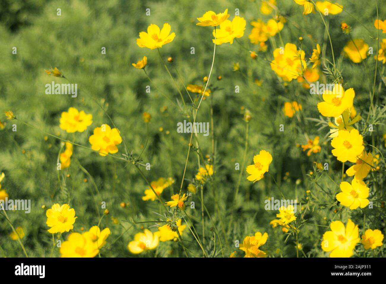 Landschaft mit Cosmos, Herbst. Gelbe Blume blühen im Feld, Vintage warmer Ton. freie und freudige Konzept Idee Hintergrund Stockfoto