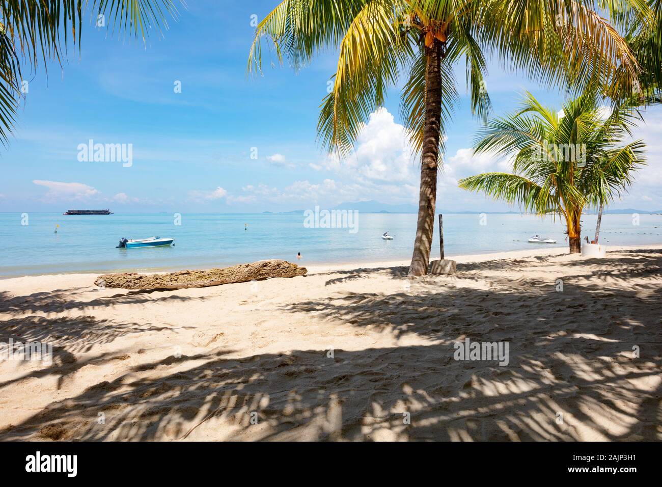 Palmen am Strand gegen Himmel an einem sonnigen Tag Stockfoto