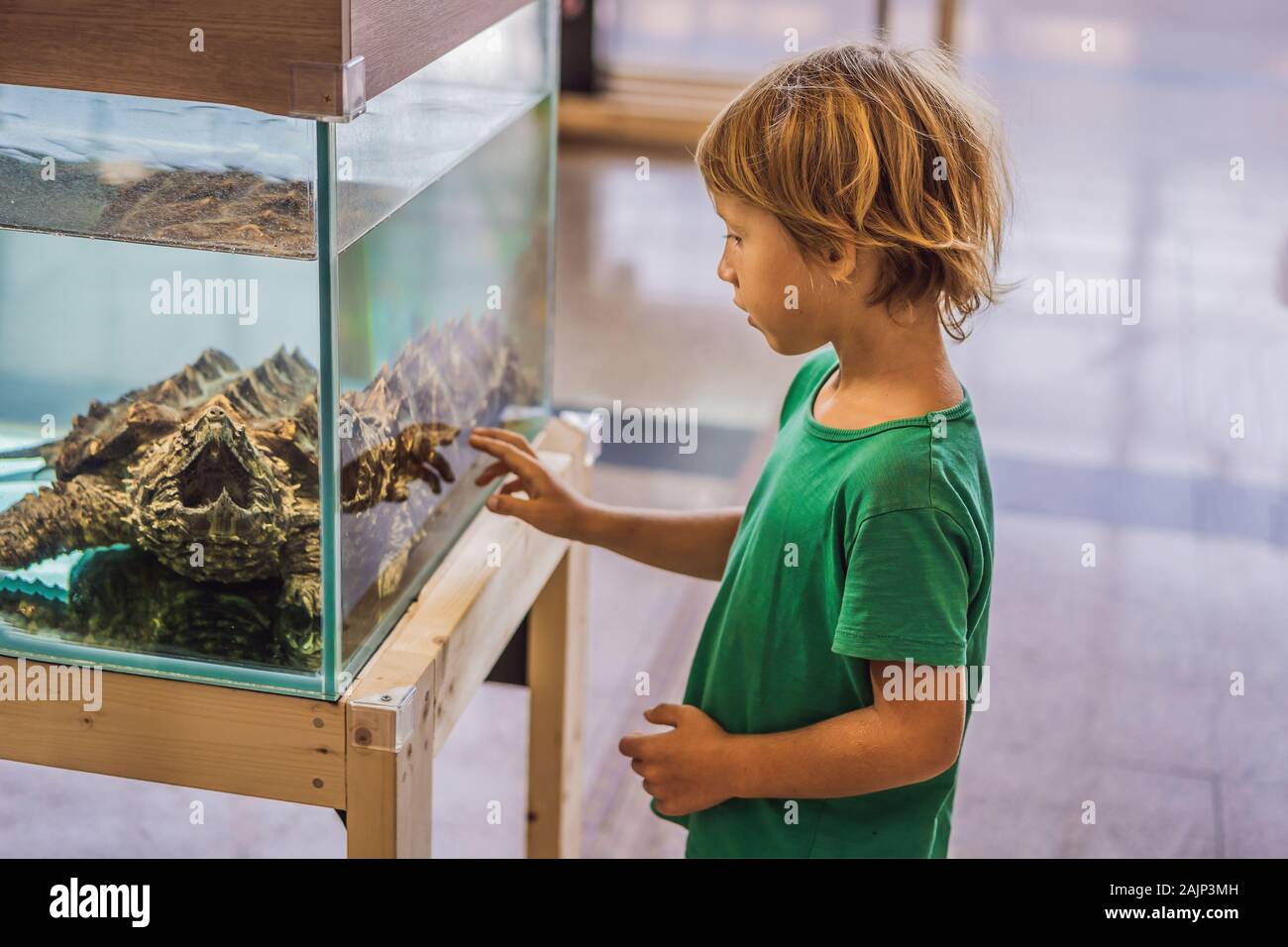 Kleines Kind Junge bewundern große Schildkröten im Terrarium durch das Glas  Stockfotografie - Alamy