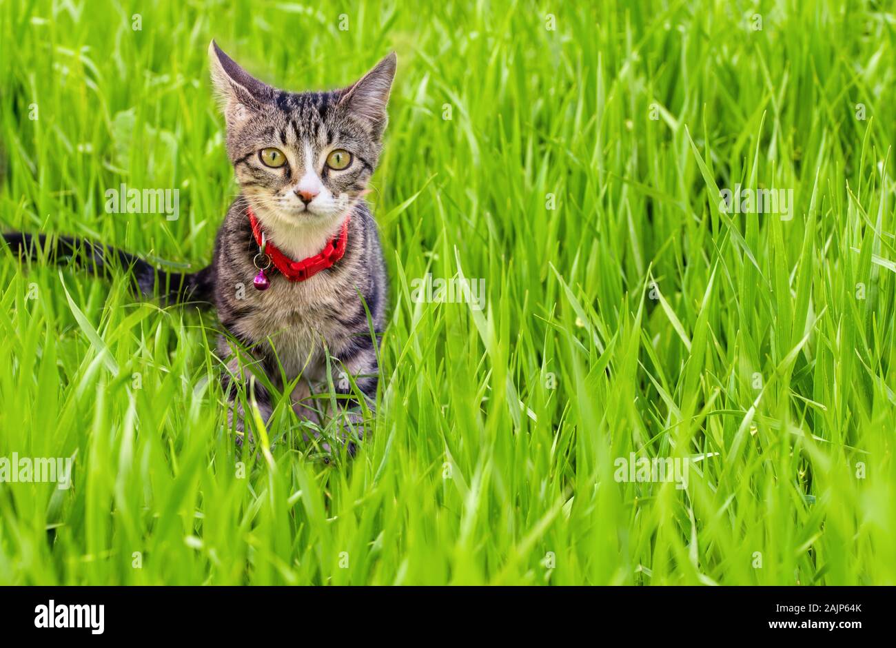 Eine liebenswerte Hauskatze ist geniessen das schöne weahther im Frühjahr auf Gras. Stockfoto