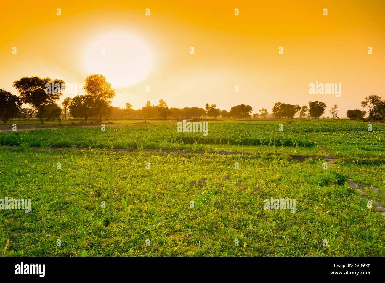 Wunderschöne Landschaft Bild der Sonnenuntergang auf die grünen Felder im Punjab, Pakistan. Stockfoto