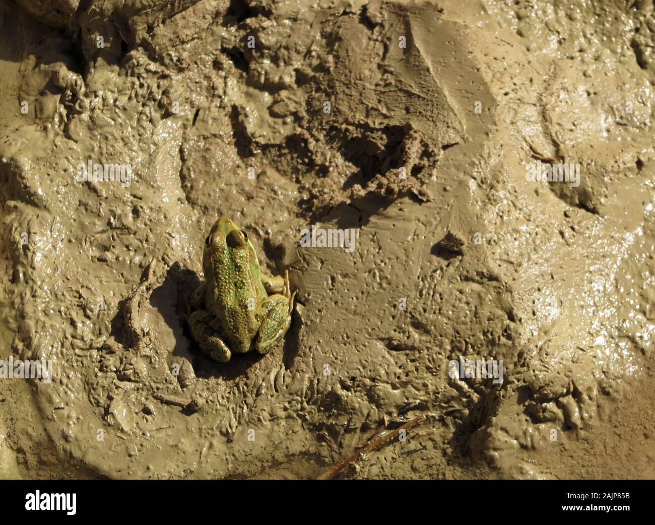 Frosch im weichen Schlamm bei chebika Oase. Stockfoto