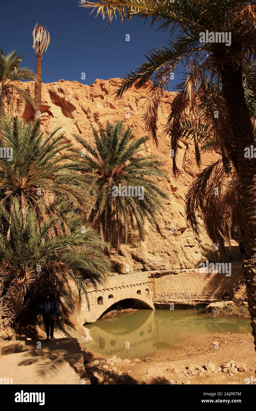 Wasser Teich, Brücke und Palmen unter dem Felsen in Chebika Oase. Stockfoto