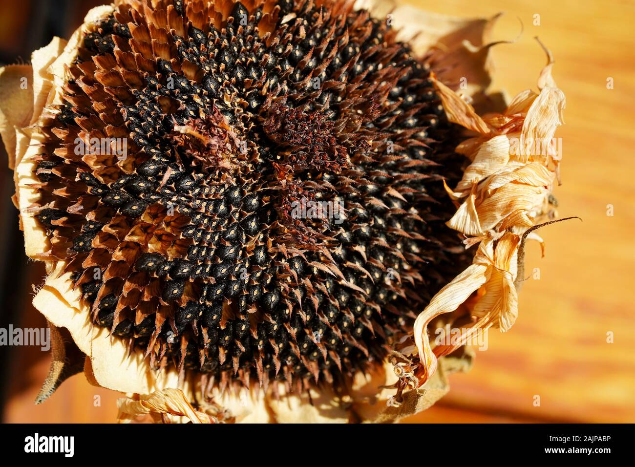 Sonne getrocknet und verwelkte Sonnenblumen Stockfoto