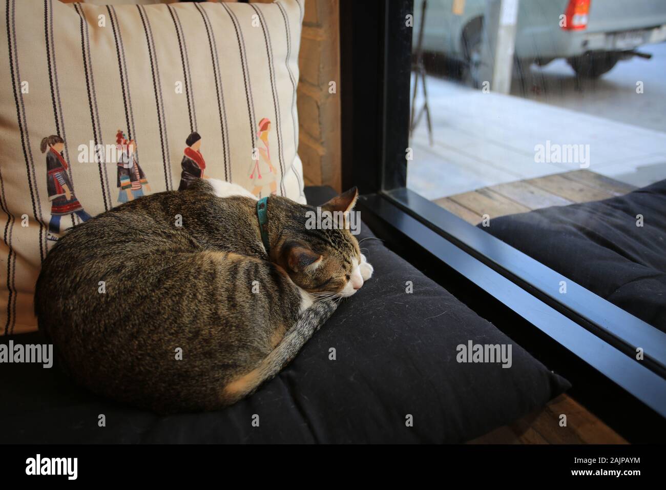 Die Hauskatze in Chiang Mai City Cafe Stockfoto