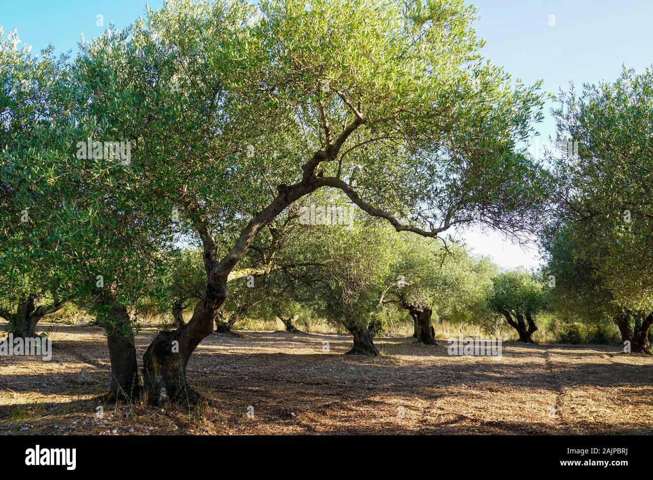Griechische plantage Fotos und Bildmaterial in hoher Auflösung Alamy