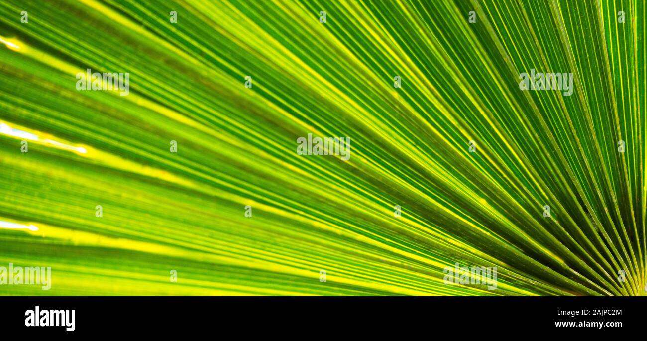 In der Nähe der natürlichen wachsenden Green Palm Textur Hintergrund verlassen Stockfoto