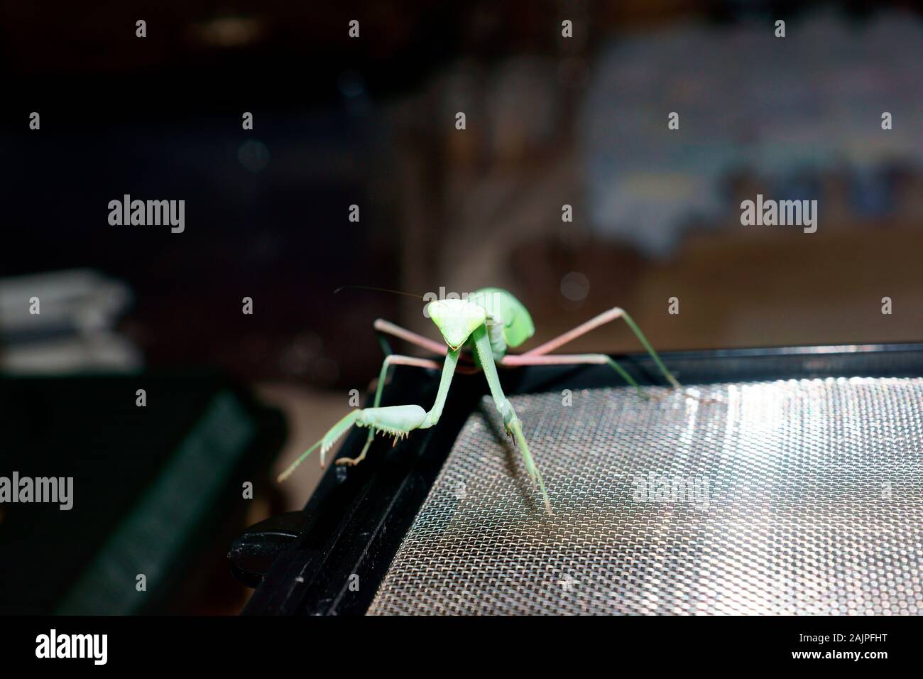 Riesige asiatische MANTIS, HEIRODULA MEMBRANACEA. Stockfoto