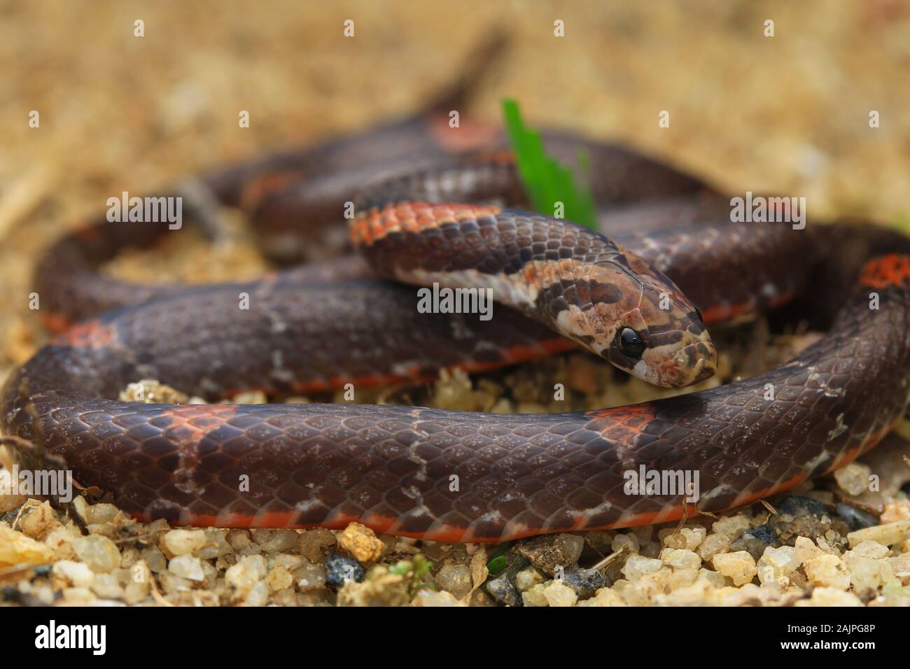 Oligodon signatus ist eine Schlange aus der familie der kukri-fangierten. Stockfoto