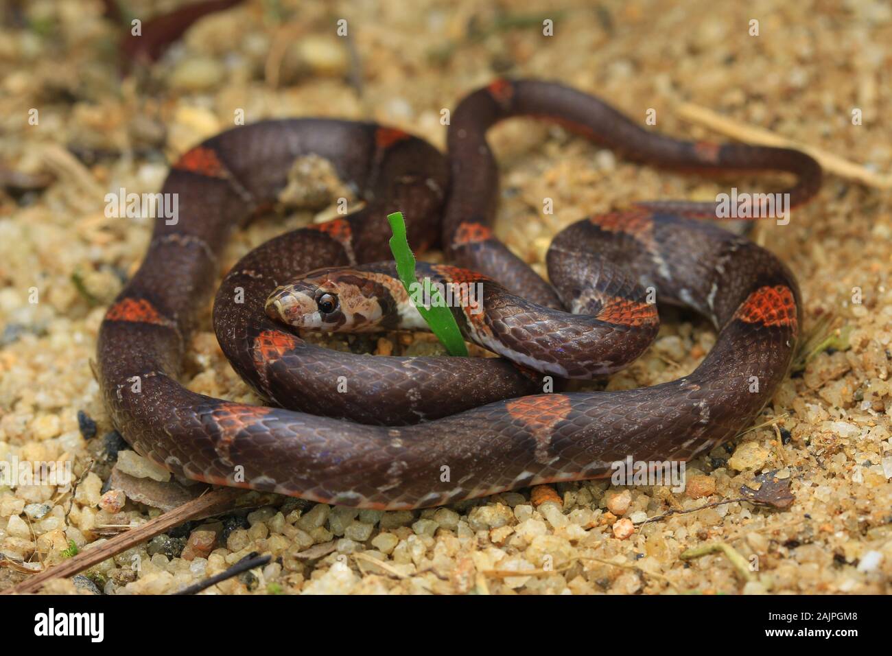 Oligodon signatus ist eine Schlange aus der familie der kukri-fangierten. Stockfoto