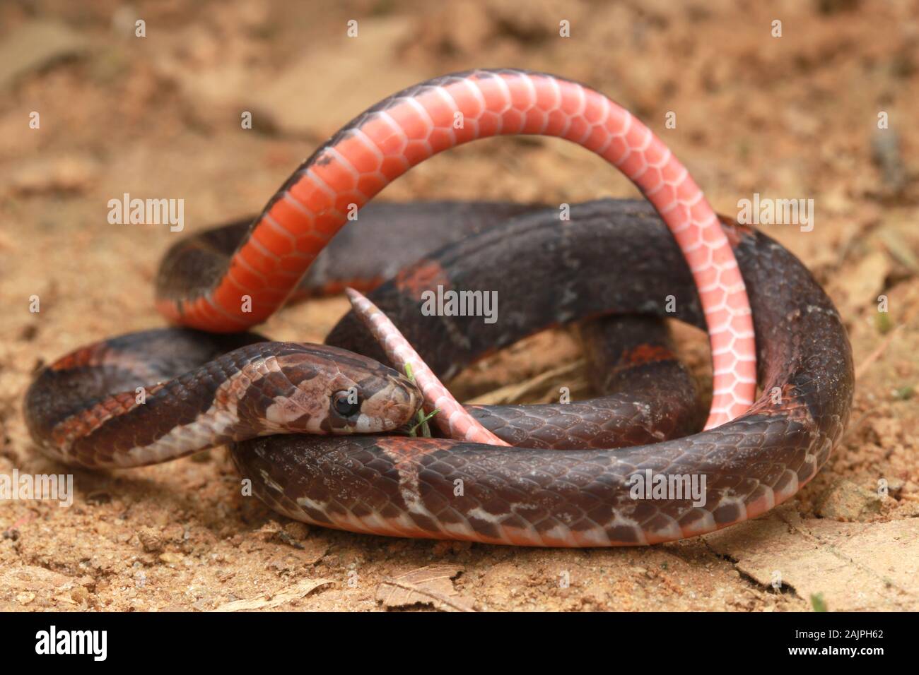 Oligodon signatus ist eine Schlange aus der familie der kukri-fangierten. Stockfoto