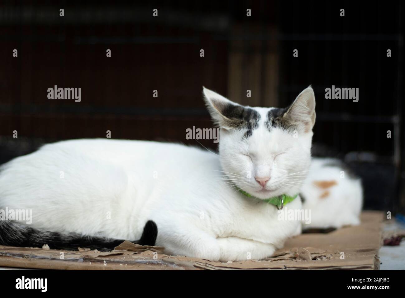 Schlafen weiße Katze. Er hat ein grünes Halsband um seinen Hals. Er hat schwarze und graue Federn auf dem Kopf. Stockfoto