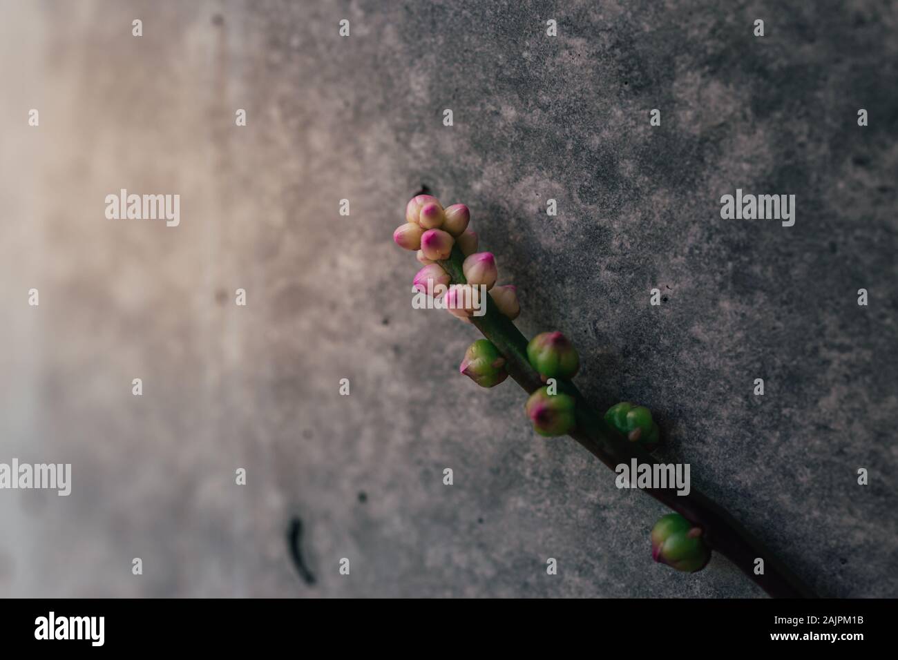 Nahaufnahme eines klettern Spinat auf einen konkreten Spalte auf einem Balkon mit Blättern und kleinen niedlichen und schönen Blüten. Selbst aus einem hobbygärtner. Stockfoto