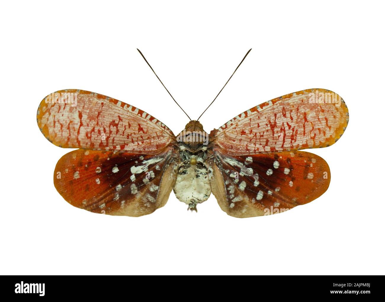 Farbe schöner Schmetterling fliegen, auf weissem isoliert Stockfoto