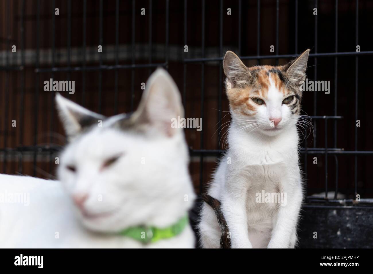 Kätzchen mit weiß und orange Muster. Mutter konzentrierte sich auf Cat. Stockfoto