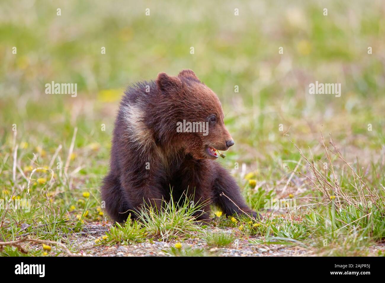 Grizzlybär (Ursus arctos) Jungtier spielt mit Blumen im Gran Teton National Park Stockfoto