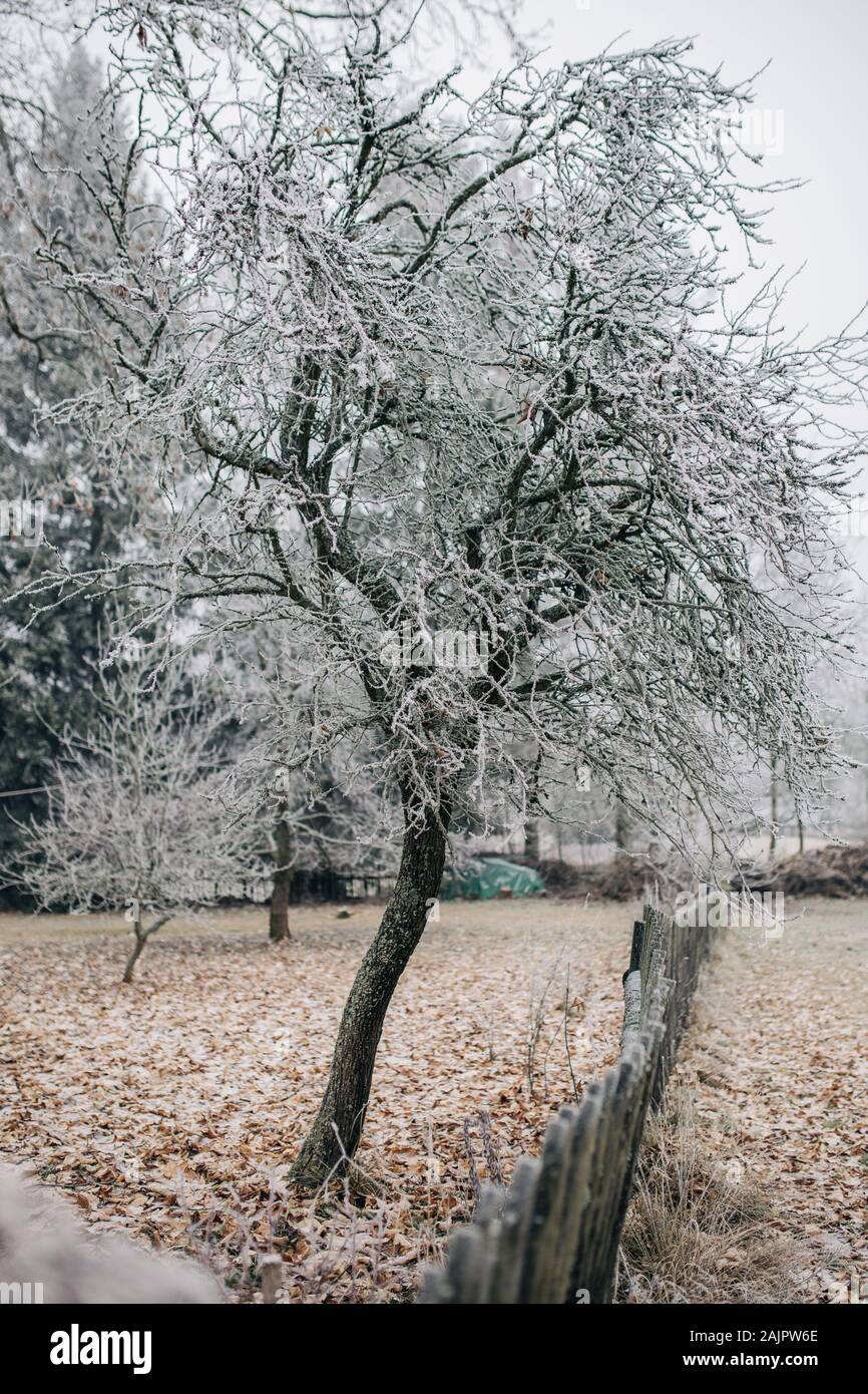 Gefrorene Apfel Baum im Garten Stockfoto