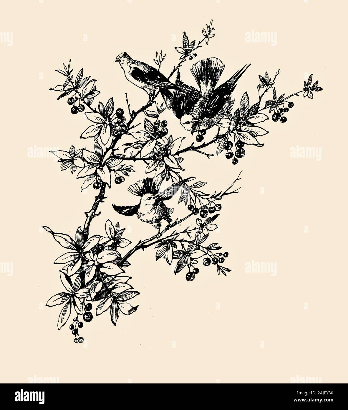 Schöne Ende Kapitel Dekoration mit Sommer naturalistischen Szene: Vögel auf cherry tree branches Ernte reifer Früchte gehockt Stockfoto