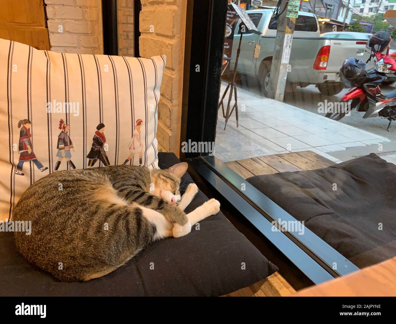 Die Hauskatze in Chiang Mai City Cafe Stockfoto