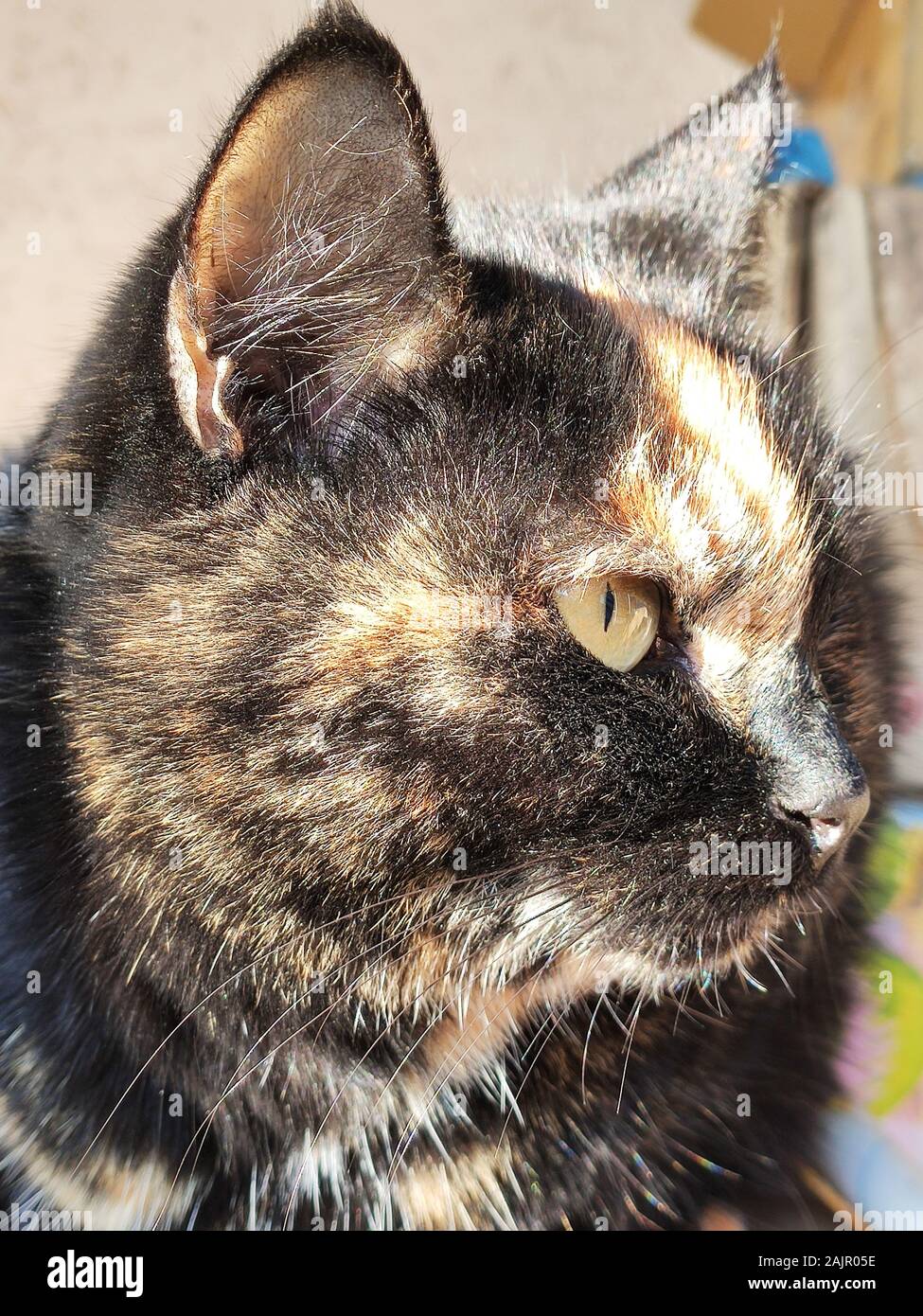 Tricolor Katze. Die Schildkrötenkatze sitzt an ihrem Platz und schaut weg Stockfoto