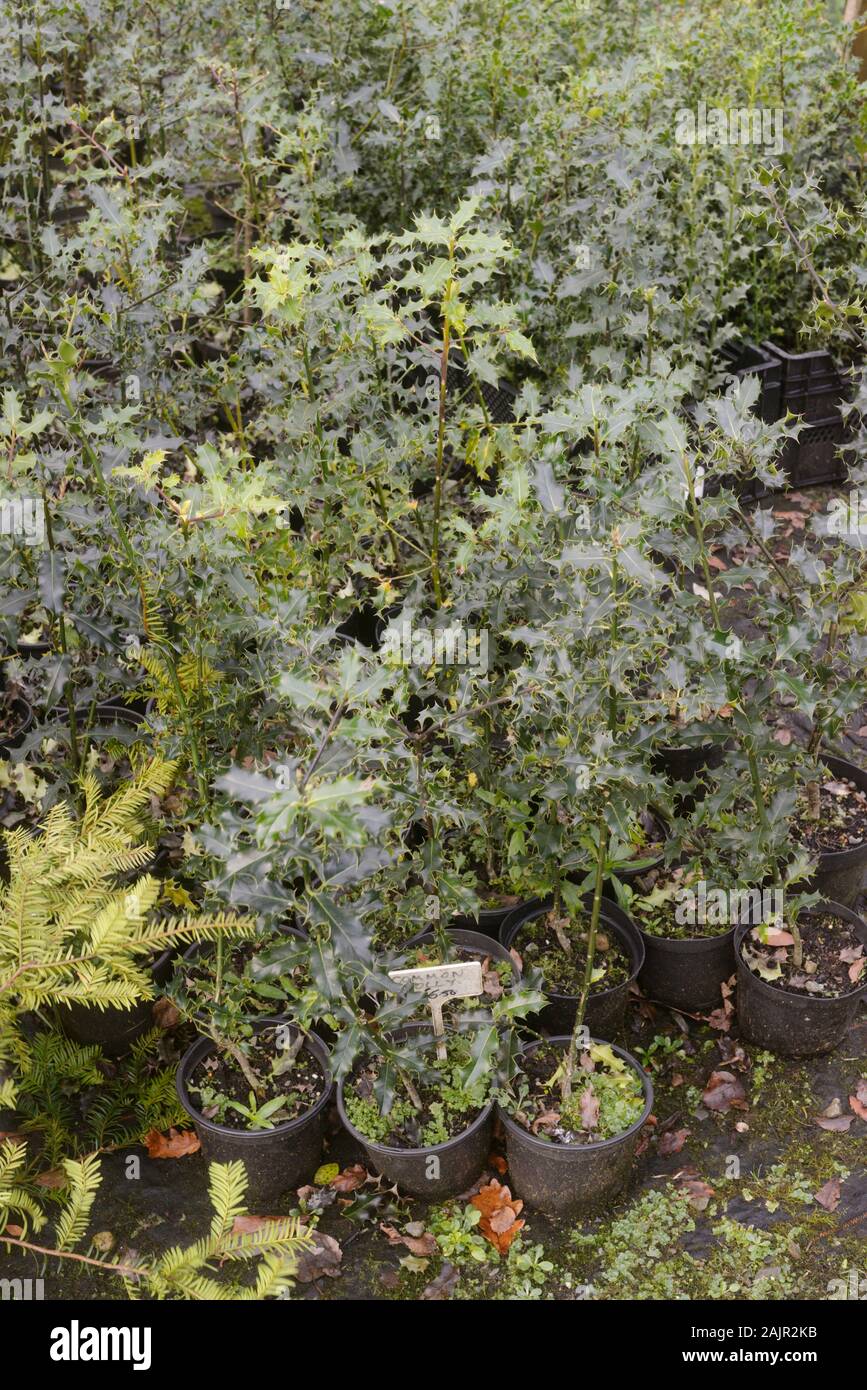 Ilex aquifolium, Stechpalmen, Topf gewachsen, zum Verkauf an einer Baumschule, Wales, Großbritannien Stockfoto
