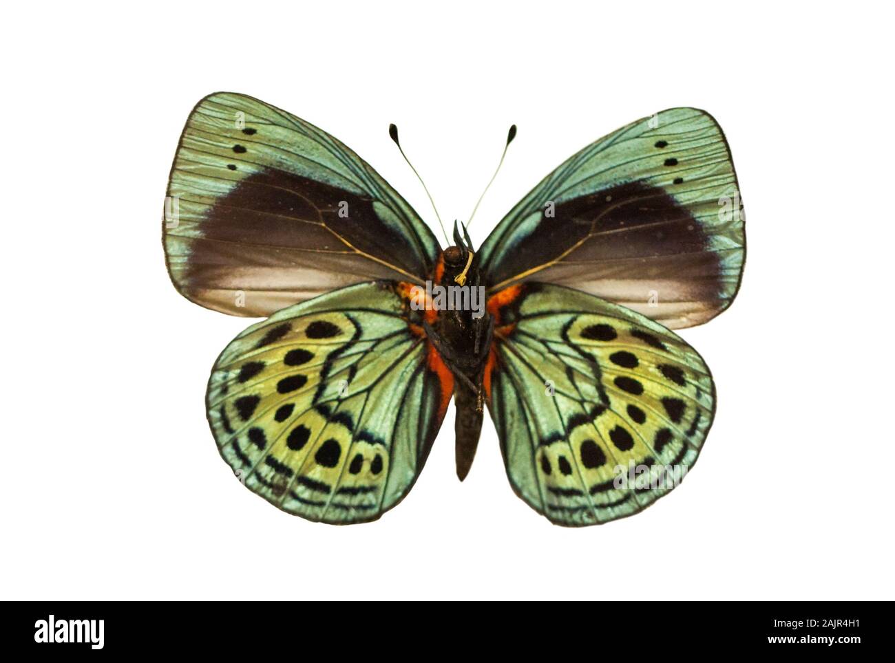 Farbe schöner Schmetterling fliegen, auf weissem isoliert Stockfoto